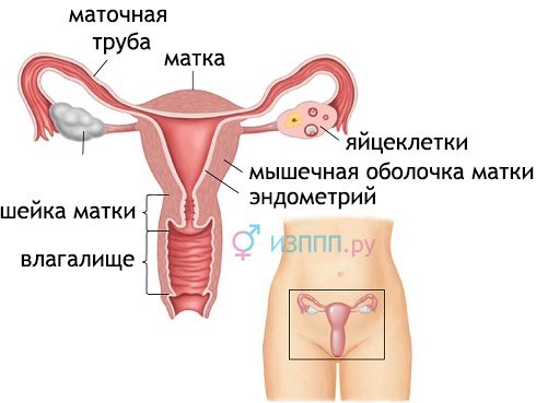 Воспаление половых губ ‒ вульвит