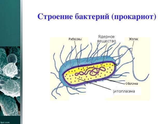 Бактерии: происхождение, изучение и строение, положительная и отрицательная роль