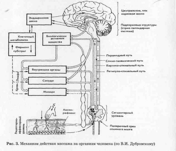 Выполнение перкуссионного массажа при плеврите и кашле