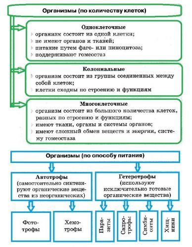 Бактерия – клетка без ядра