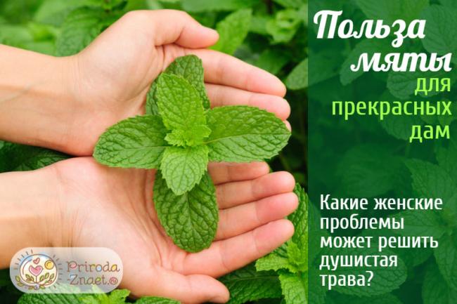 Мятный чай для похудения
