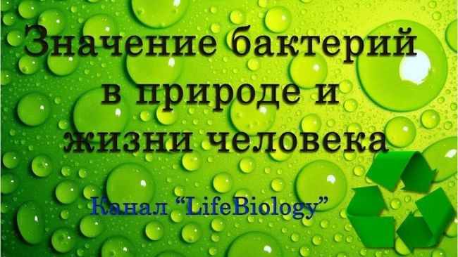 Значение бактерий в природе и жизни человека