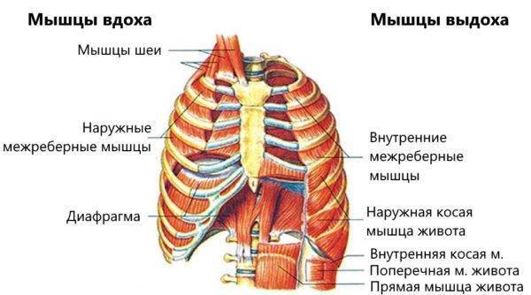 При вздохе болит правый бок под ребрами