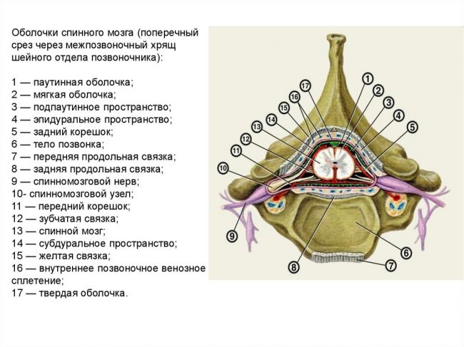 Оболочки спинного мозга человека