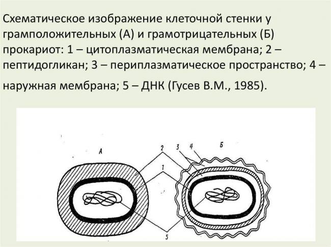 Грамотрицательные бактерии