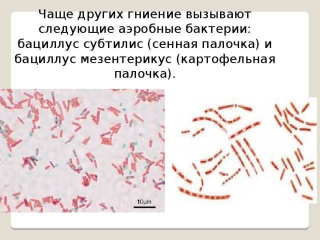 Сенная палочка: использование для сада и огорода, как вырастить. значение для человека | (фото & видео) +отзывы