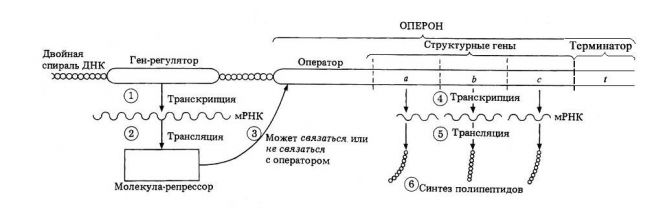 Регуляция экспрессии генов. известно, что гены определяют структуру всех молекул, из которых состоят клетки живых организмов, контролируют все метаболические. - презентация