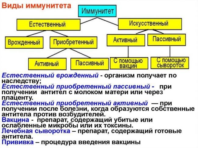 Понятие и виды естественного и искусственного иммунитета