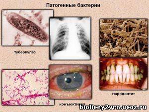 Доклад на тему болезнетворные бактерии сообщение 5, 6, 7 класс (описание для детей)