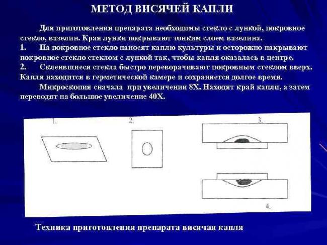 Методы как инструменты изучения бактерий их основных свойств