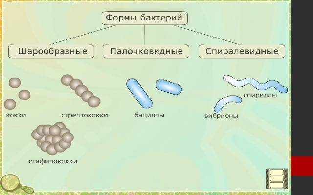 Бактерия хеликобактер пилори в желудке