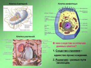В чем заключаются главные отличия строения клеток бактерий и животных