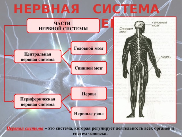 Нервная система