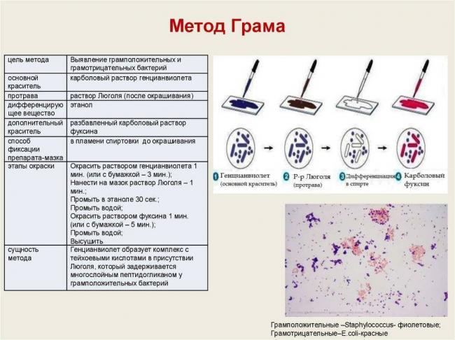 Какого цвета бактерии?