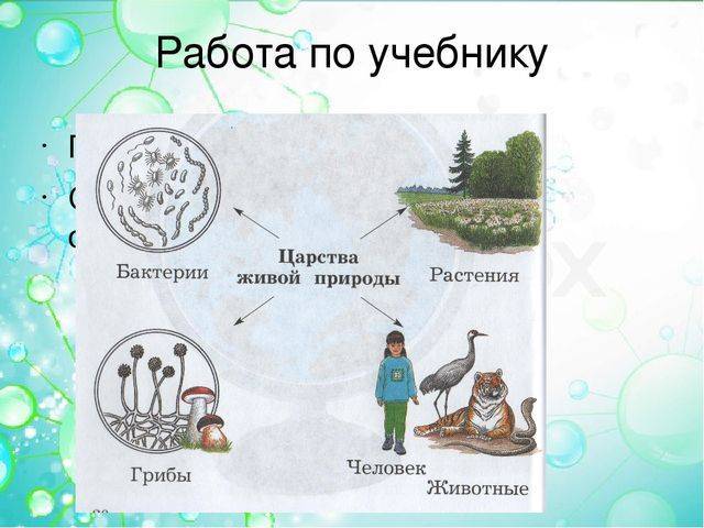 Биология: написать представителей царства живой природы: животных,растений,грибов,бактерий/