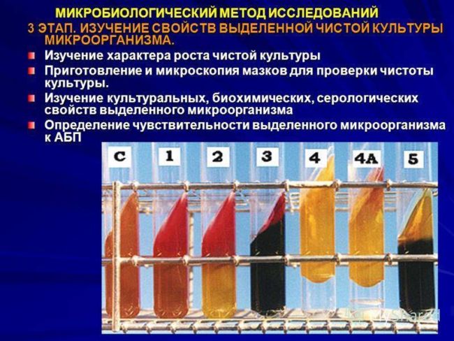 «все могут короли…», или многообразие бактериальных свойств