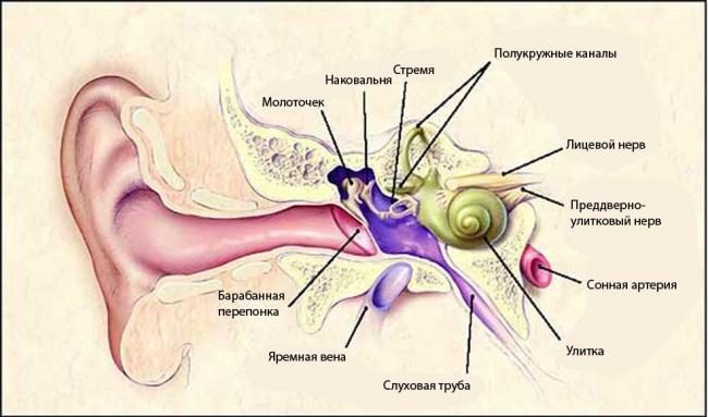 Нейросенсорная тугоухость — патология функционирования внутреннего уха
