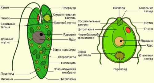 Одноклеточные организмы. 5-й класс