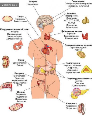 Актг — адренокортикотропный гормон