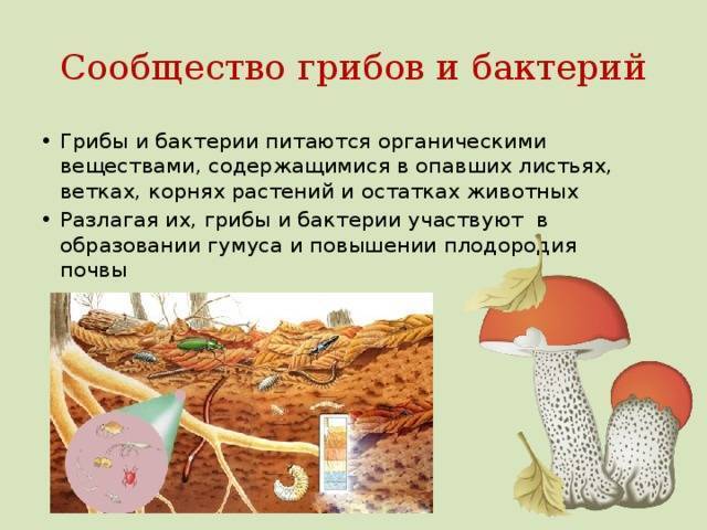 Грибы - роль в биоценозе