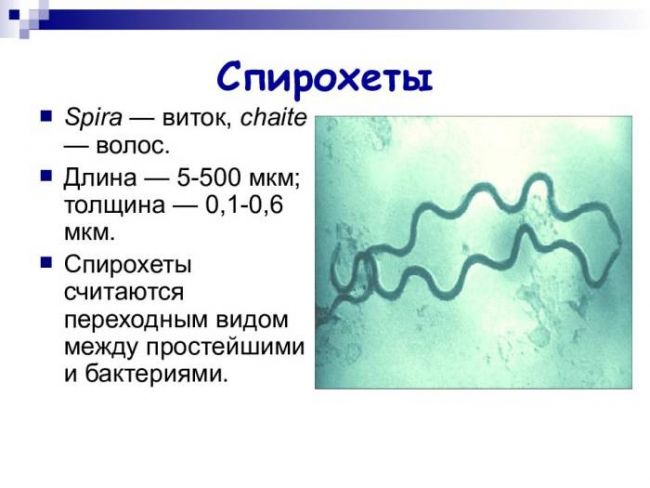 Разница между бактериями и простейшими