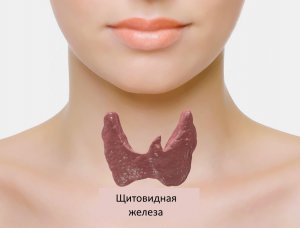 Щитовидная железа:19 признаков проблем
