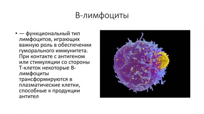 Атипичные лимфоциты