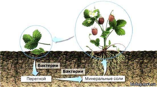 Значение бактерий в природе и жизни человека