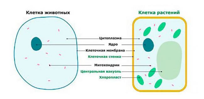 Биология: в чём основное отличие в строении клеток бактерий от клеток растений,животных и грибов?
