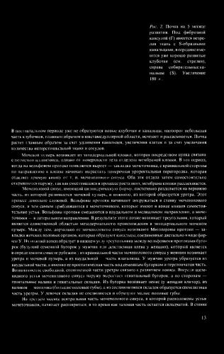 Диета при кисте почки как один из эффективных методов лечения