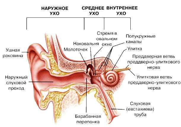 Сенсоневральная тугоухость 1, 2, 3, 4 степени: симптомы, лечение