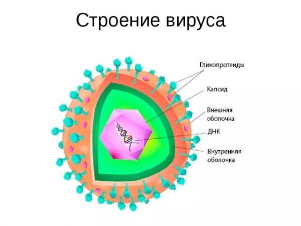 7 врожденная и приобретенная патология органов зрения
