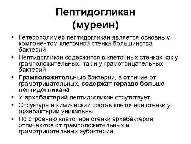 Одиночные округлые бактерии, или микрококки
