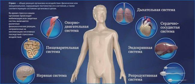 Адреналин в крови и его влияние на организм человека