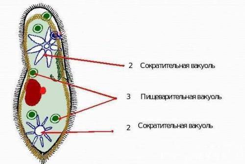 Чем и как отличаются бактерии от простейших