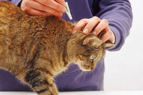 Инструкция по использованию капель от блох барс для кошек