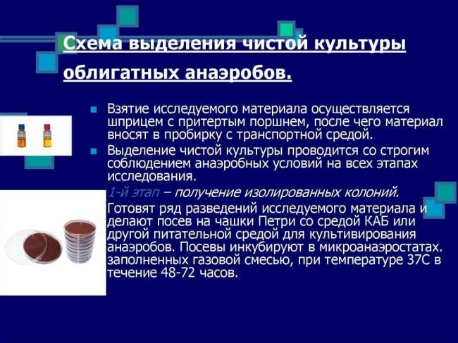 Анаэробные организмы