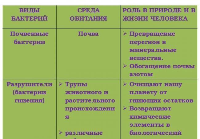 Бактерии и их роль в природе и круговороте веществ