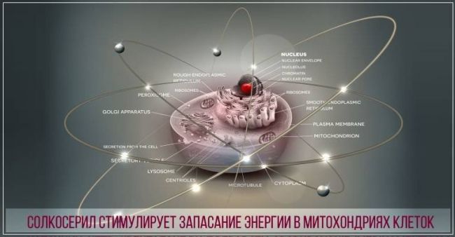 Солкосерил дентальный гель инструкция по применению