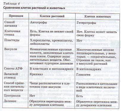 Какие сходства есть у клеток животных и бактерий