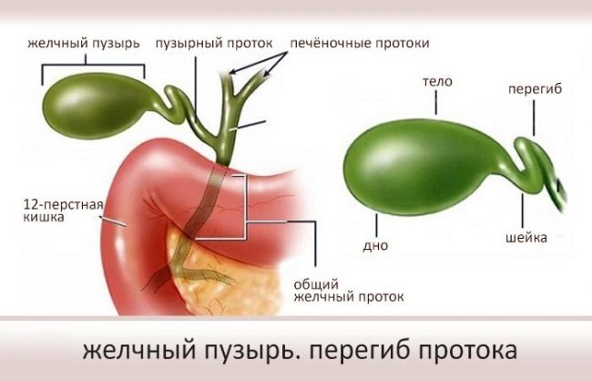 Загиб желчного пузыря у ребенка: причины, симптомы и лечениедиагностика и лечение печени и желчного пузыря