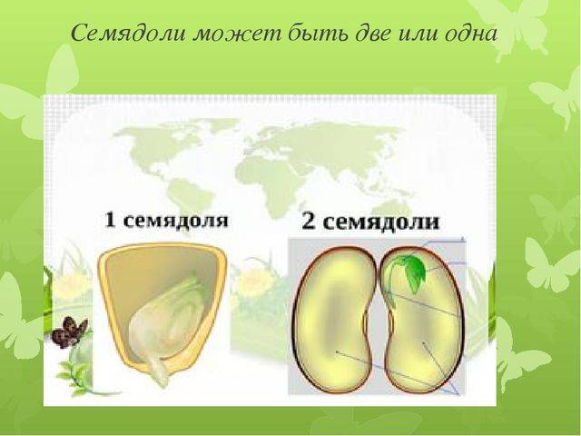 Интересности о бактериях » бяки.нет!