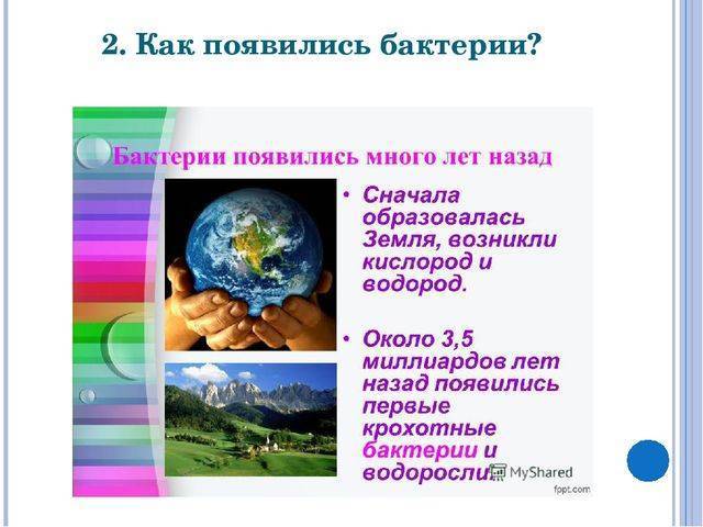 Бактерии- древние организмы - биология, презентации