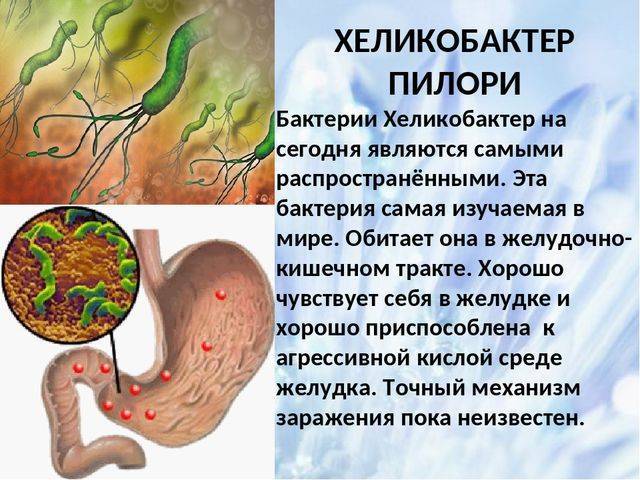 Зачем нужны и как работают бактерии в толстом кишечнике человека