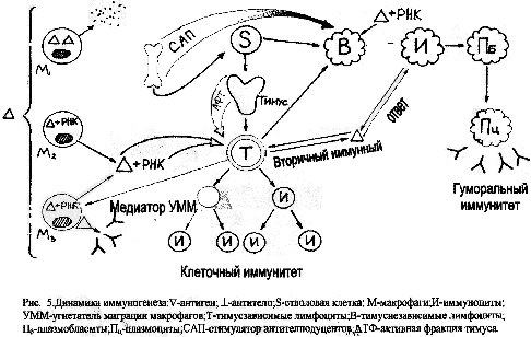 Клетки иммунной системы