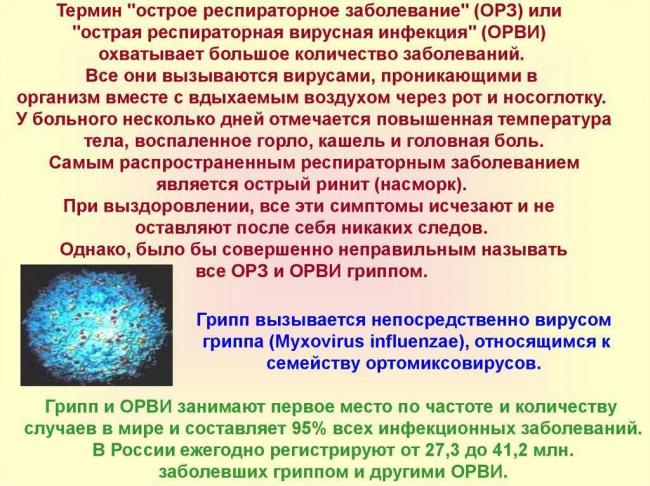 Исследовательская работа "вирусы и бактерии"