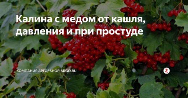 Калина от кашля – рецепты для детей