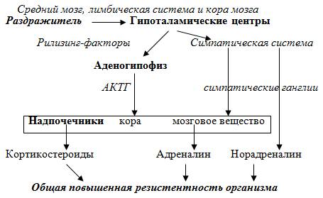 Роль кортизола в жизнедеятельности человека