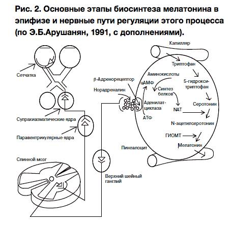 Мелатонин