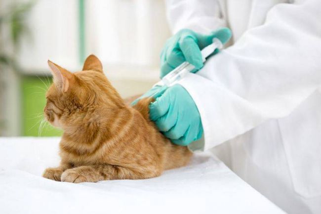 Цистофан для кошек инструкция по применению
